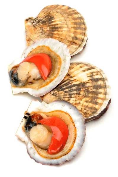 Live scallops — Stock Photo, Image