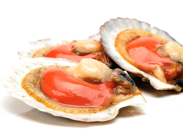 Live scallops — Stock Photo, Image