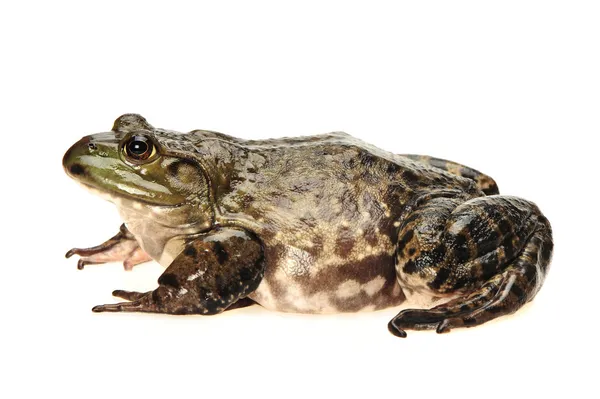 Bullfrog, Rana catesbeiana, sullo sfondo bianco, ripresa in studio — Foto Stock