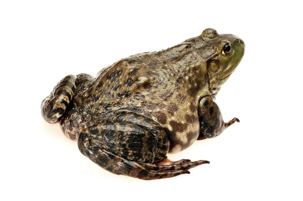 Rana toro, Rana catesbeiana, sobre fondo blanco, plano de estudio — Foto de Stock