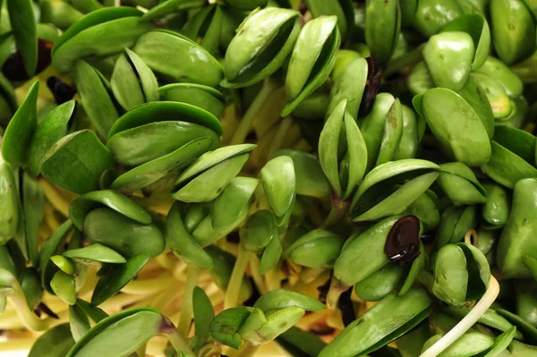 Germogli di soia verde su sfondo bianco — Foto Stock