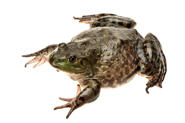 Bullfrog, Rana catesbeiana, contra fundo branco, tiro de estúdio — Fotografia de Stock