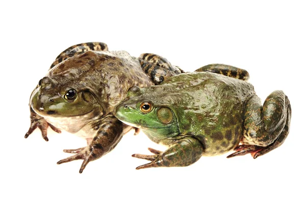 Rana toro, Rana catesbeiana, sobre fondo blanco, plano de estudio — Foto de Stock