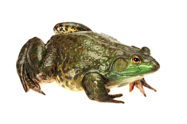 Bullfrog, Rana catesbeiana, sullo sfondo bianco, ripresa in studio — Foto Stock