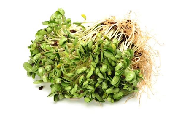 Beyaz zemin üzerine yeşil soya filizi — Stok fotoğraf