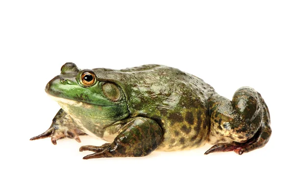 Rana toro, Rana catesbeiana, sobre fondo blanco, plano de estudio — Foto de Stock