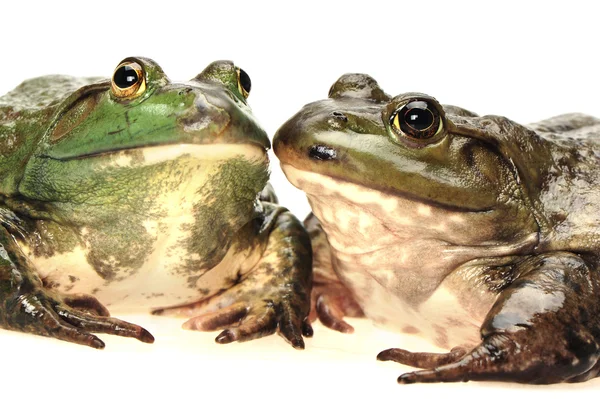 牛蛙，牛蛙工作室拍摄白色背景 — 图库照片