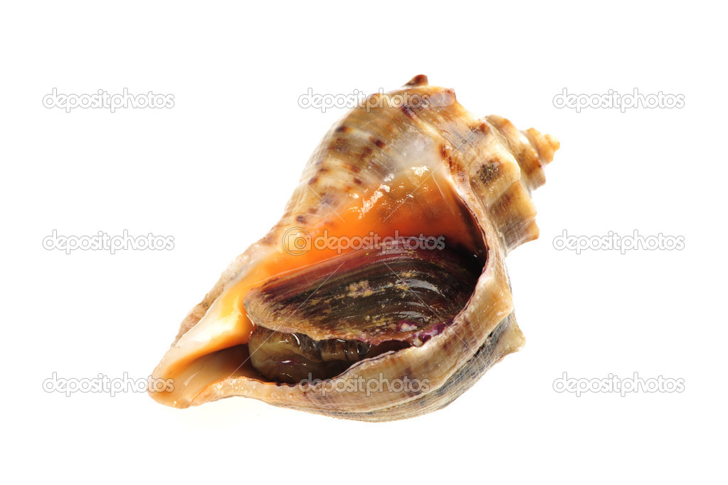 Live conch on white background.