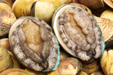 Raw abalones clipart