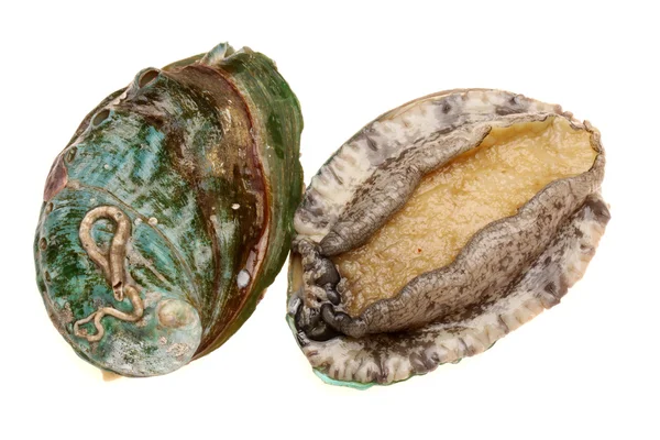 Ham abalones — Stok fotoğraf