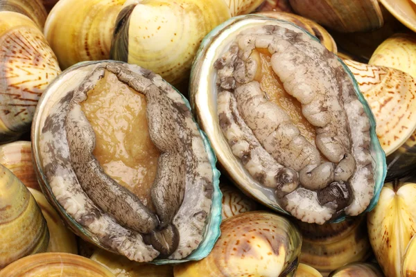 RAW abalones — стокове фото