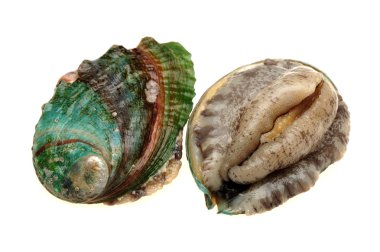 ham abalones
