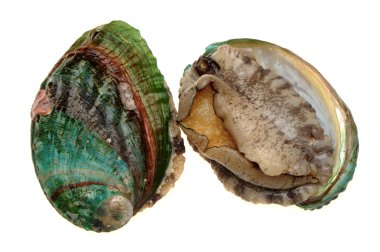 ham abalones