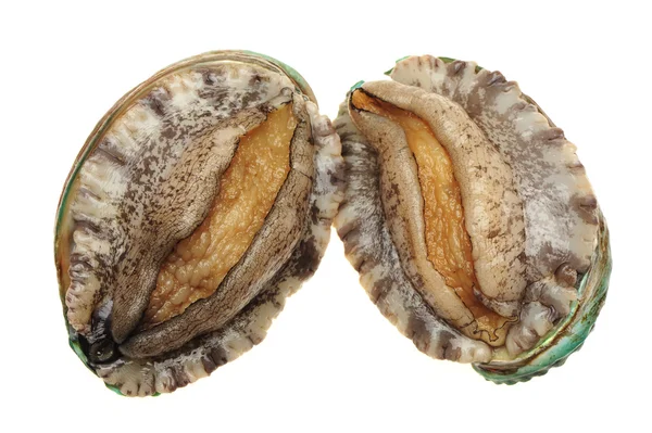 Ham abalones — Stok fotoğraf