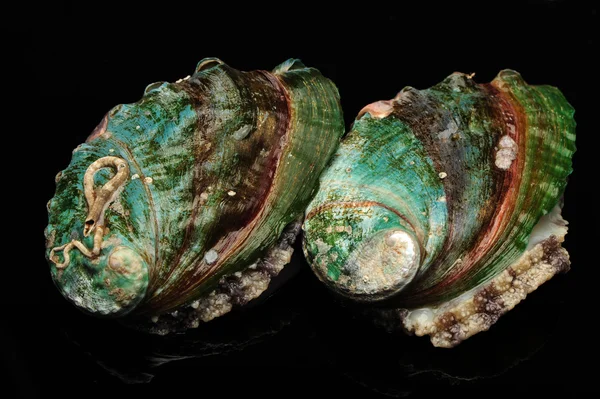 Ham abalones — Stok fotoğraf