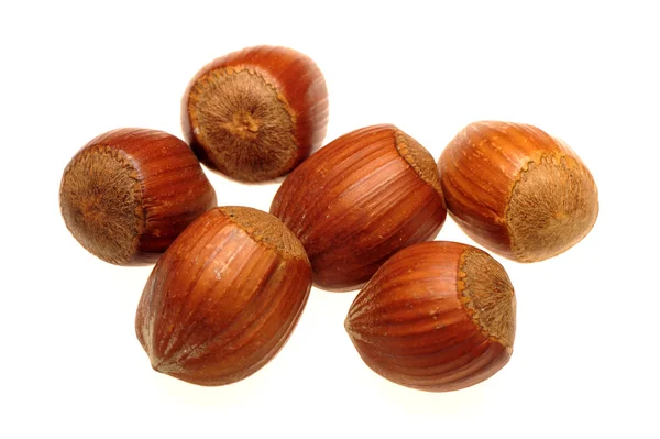 Hazelnut — Stock Photo, Image