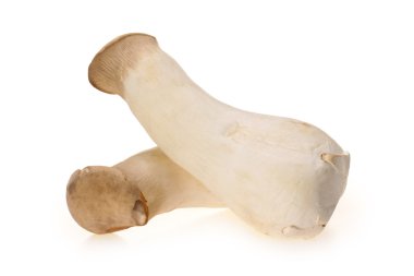 istiridye mantar kralı