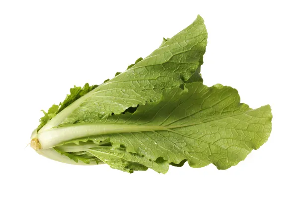Small Chinese cabbage — Stock Photo, Image
