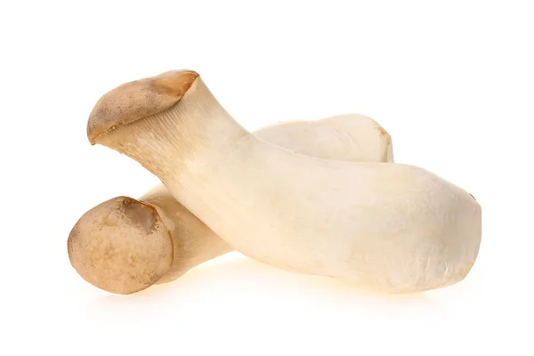 King Oyster Mushroom — Stock Photo, Image