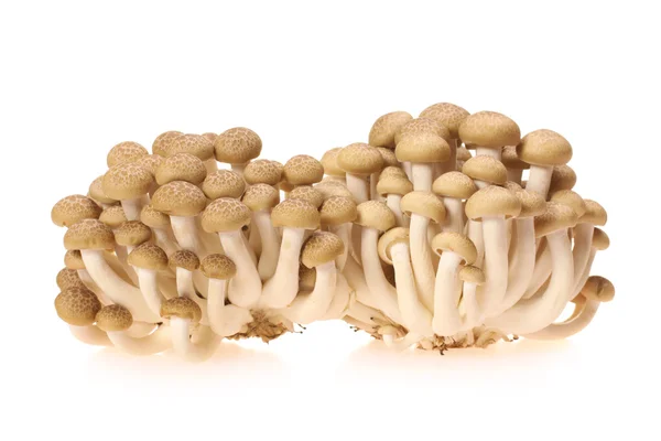 Bruin beuken paddestoelen — Stockfoto