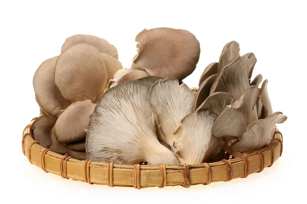 Oyster mushroom — Stock Photo, Image