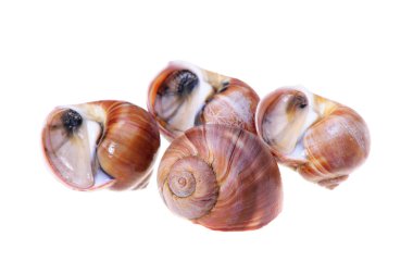 beyaz zemin üzerinde canlı kabuklu