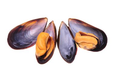 beyaz zemin üzerinde pişirilmiş midye.