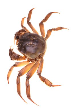 beyaz arkaplanda yengeç