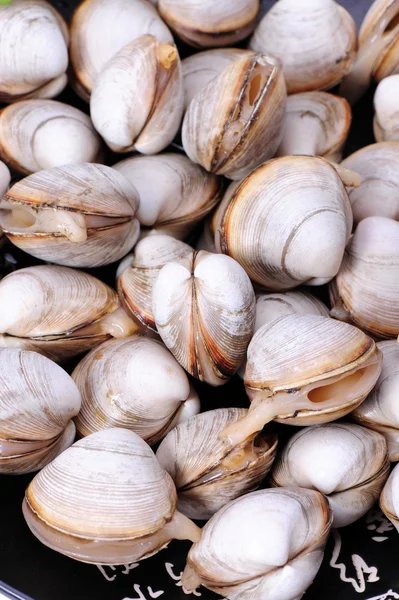 Vongole — Foto Stock