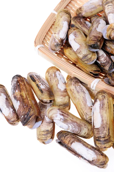 Razor clams — Stock Photo, Image