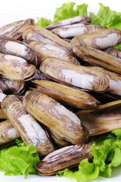 Бритвенные моллюски — стоковое фото