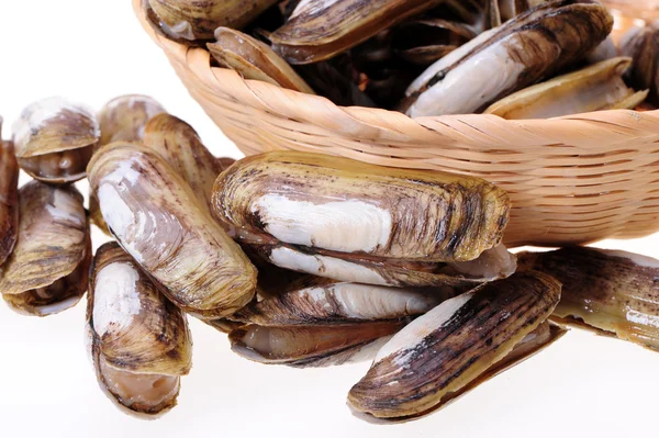 Razor clams — Stock Photo, Image