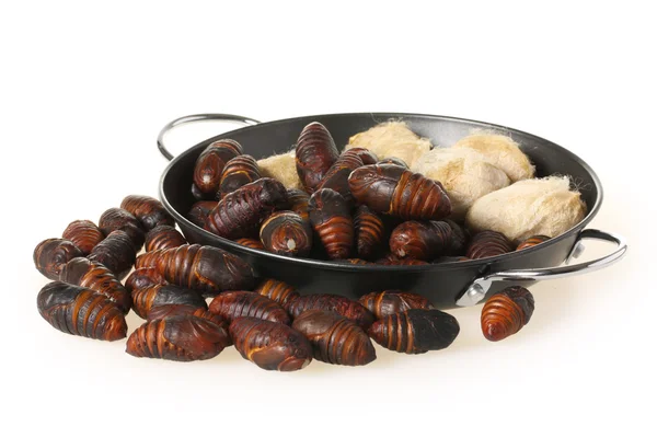 Chrysalis silkworm and silk worm cocoon — Stock Photo, Image