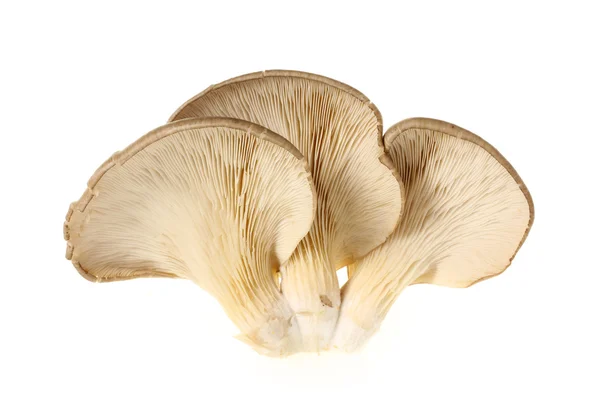 Oyster mushroom — Stock Photo, Image