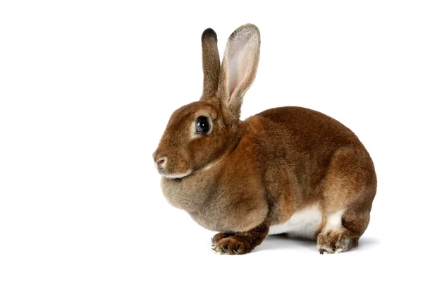 Brown bunny — Stock Photo, Image