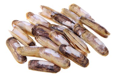 jilet istiridye
