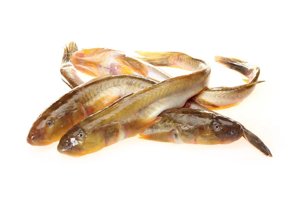 Färsk fisk — Stockfoto