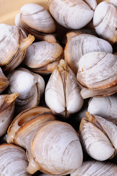 Clams — Stock Photo, Image