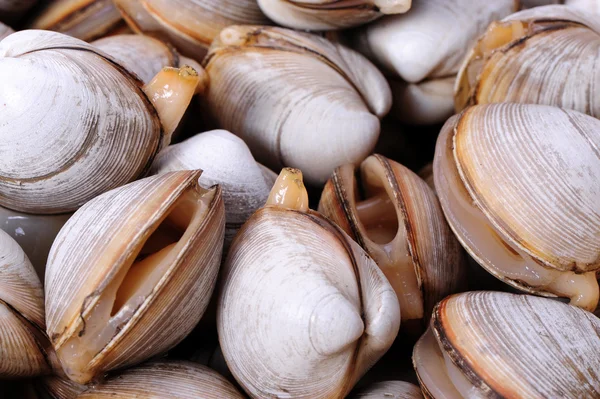 Clams — Stock Photo, Image