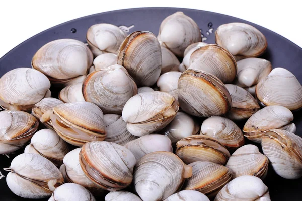 Clams — Stock Photo, Image