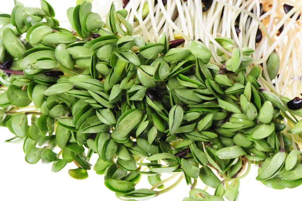 Green soybean sprouts on white background — Stock Photo, Image