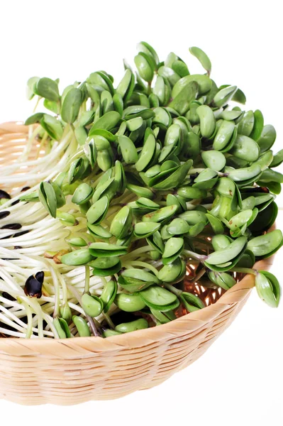 Green soybean sprouts on white background — Stock Photo, Image