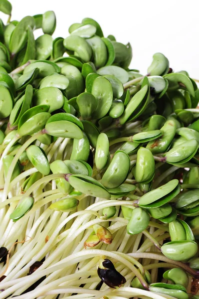 Brotos de soja verde no fundo branco — Fotografia de Stock