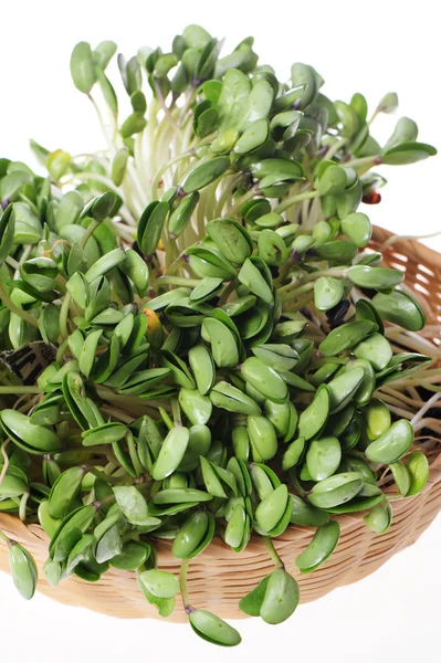 Green soybean sprouts on white background — Stock Photo, Image