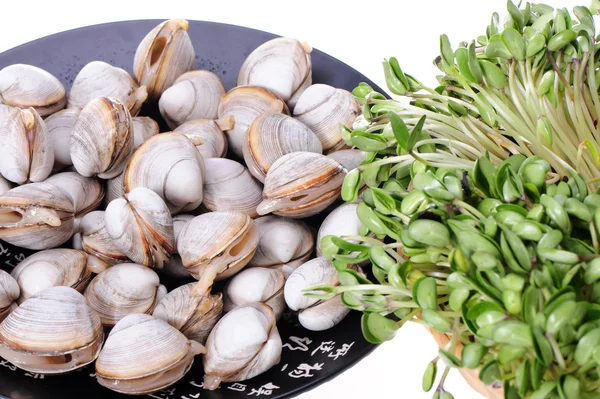 Clams — Stock Photo, Image