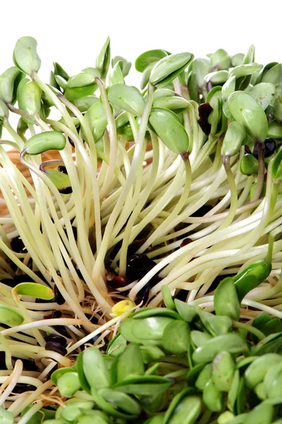 Brotos de soja verde no fundo branco — Fotografia de Stock