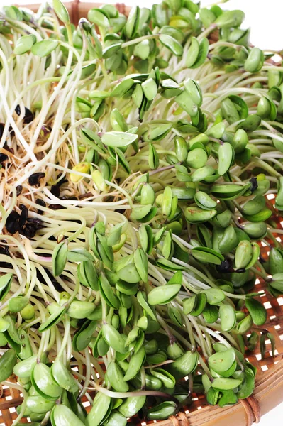 Green soybean sprouts on white background — Stock Photo, Image