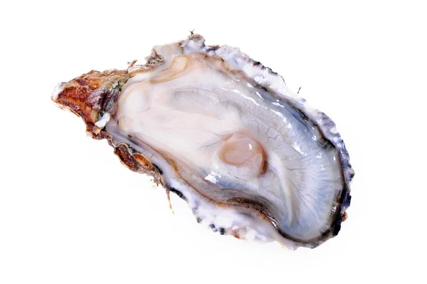 Fresh opened oyster on white background — Stock Photo, Image