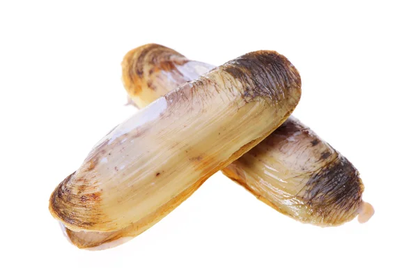 Vongole di rasoio — Foto Stock