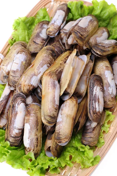 Vongole di rasoio — Foto Stock